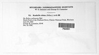 Gymnoconia nitens image